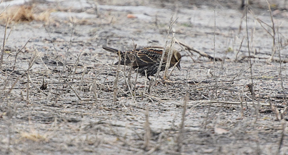 Red-winged Blackbird - ML645778064