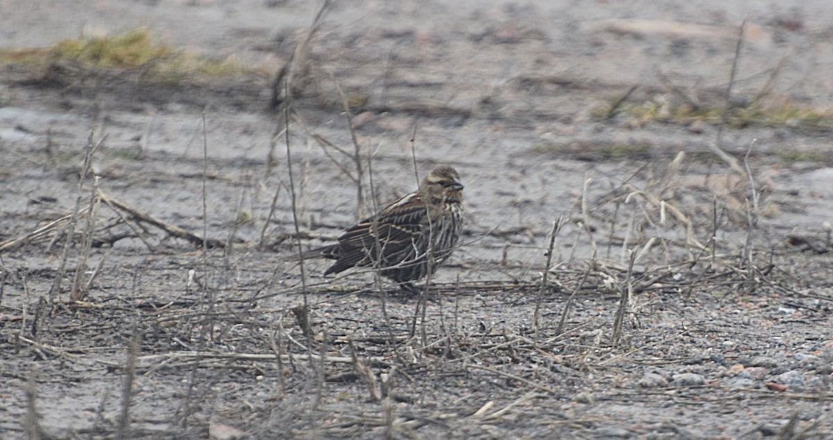 Red-winged Blackbird - ML645778065