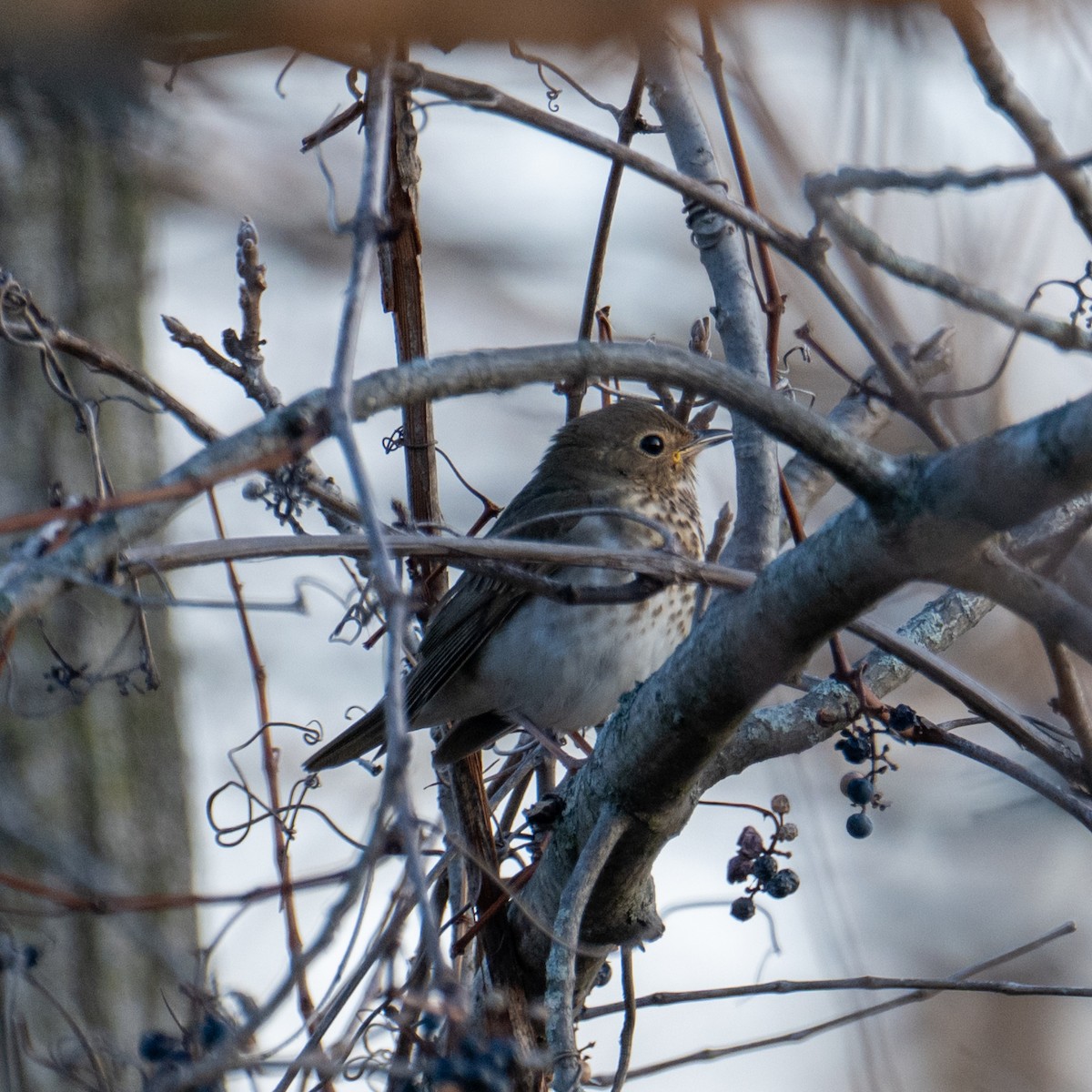 Swainson's Thrush - ML645778066
