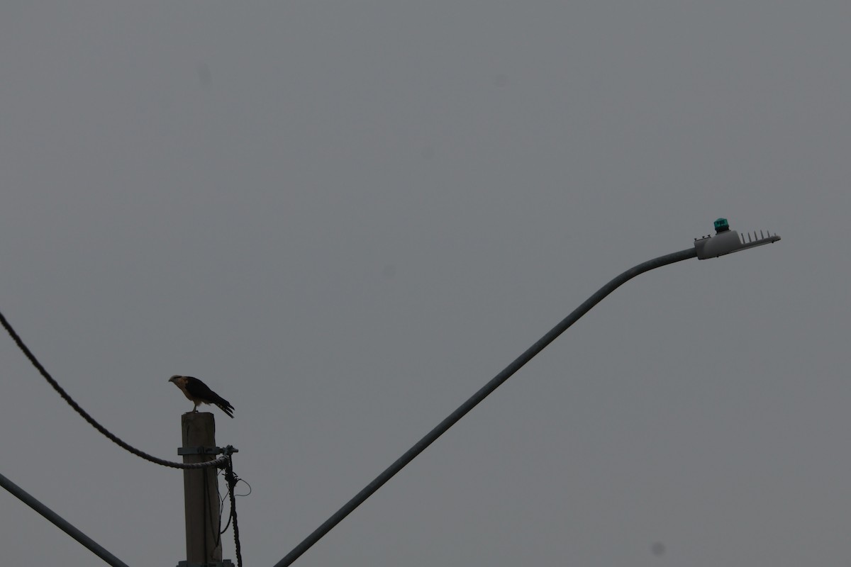 Yellow-headed Caracara - ML645778068
