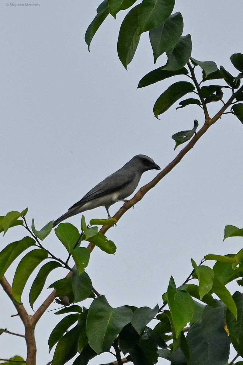 Indian Cuckooshrike - ML645778069