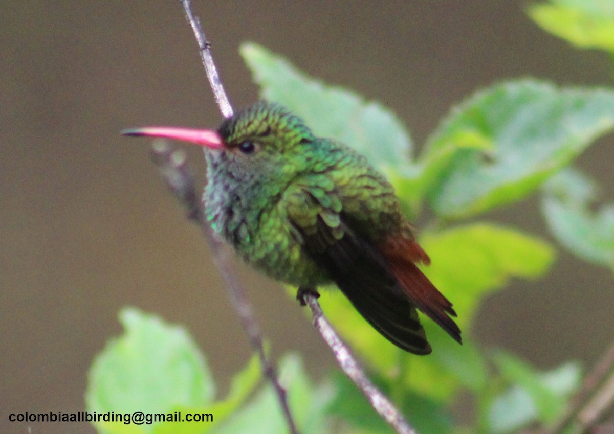 Rufous-tailed Hummingbird - ML645778070