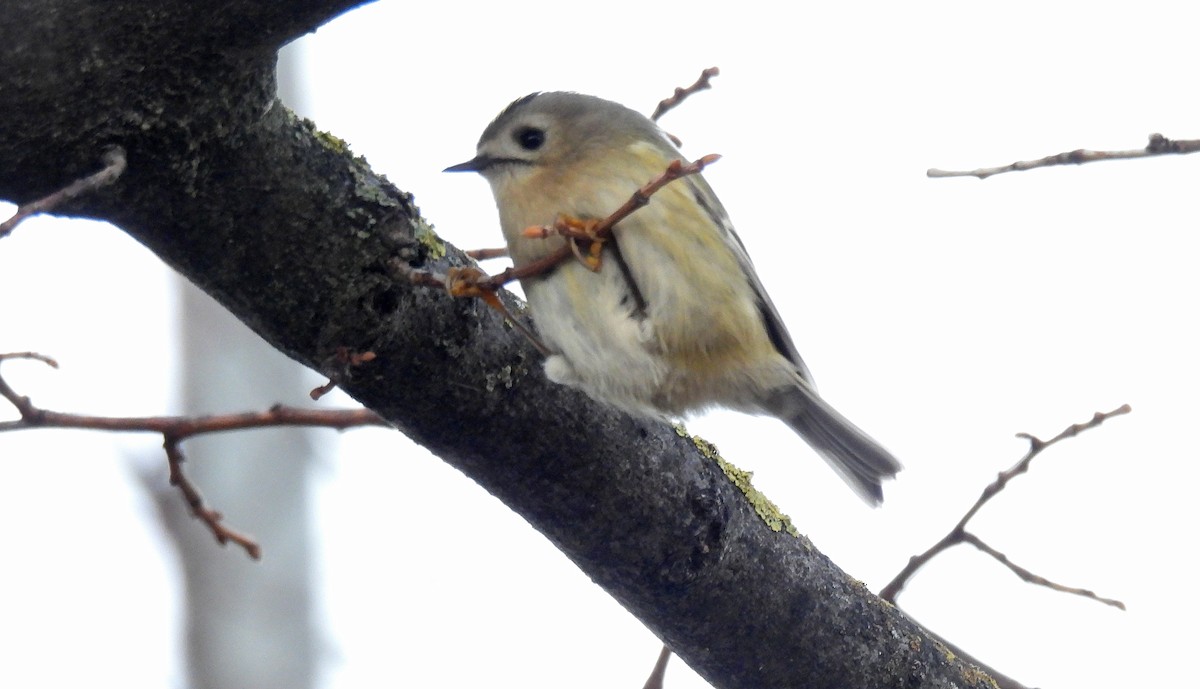 Mendi-erregetxoa - ML645778071