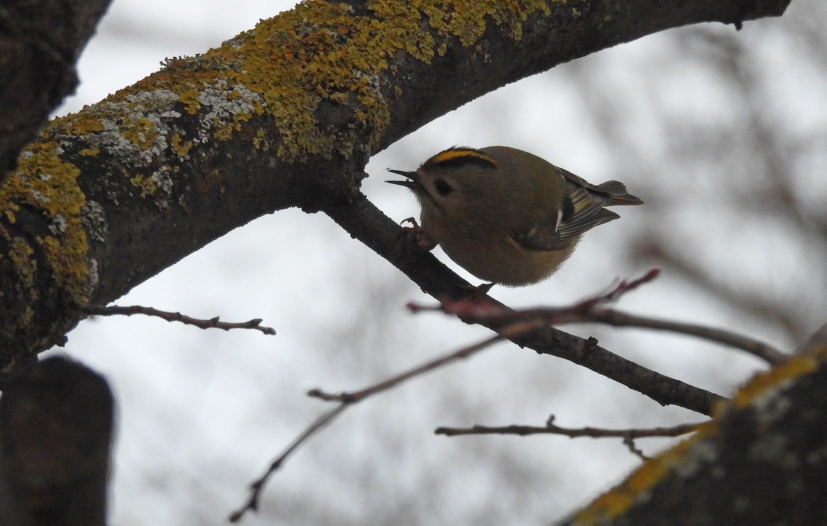 Mendi-erregetxoa - ML645778072