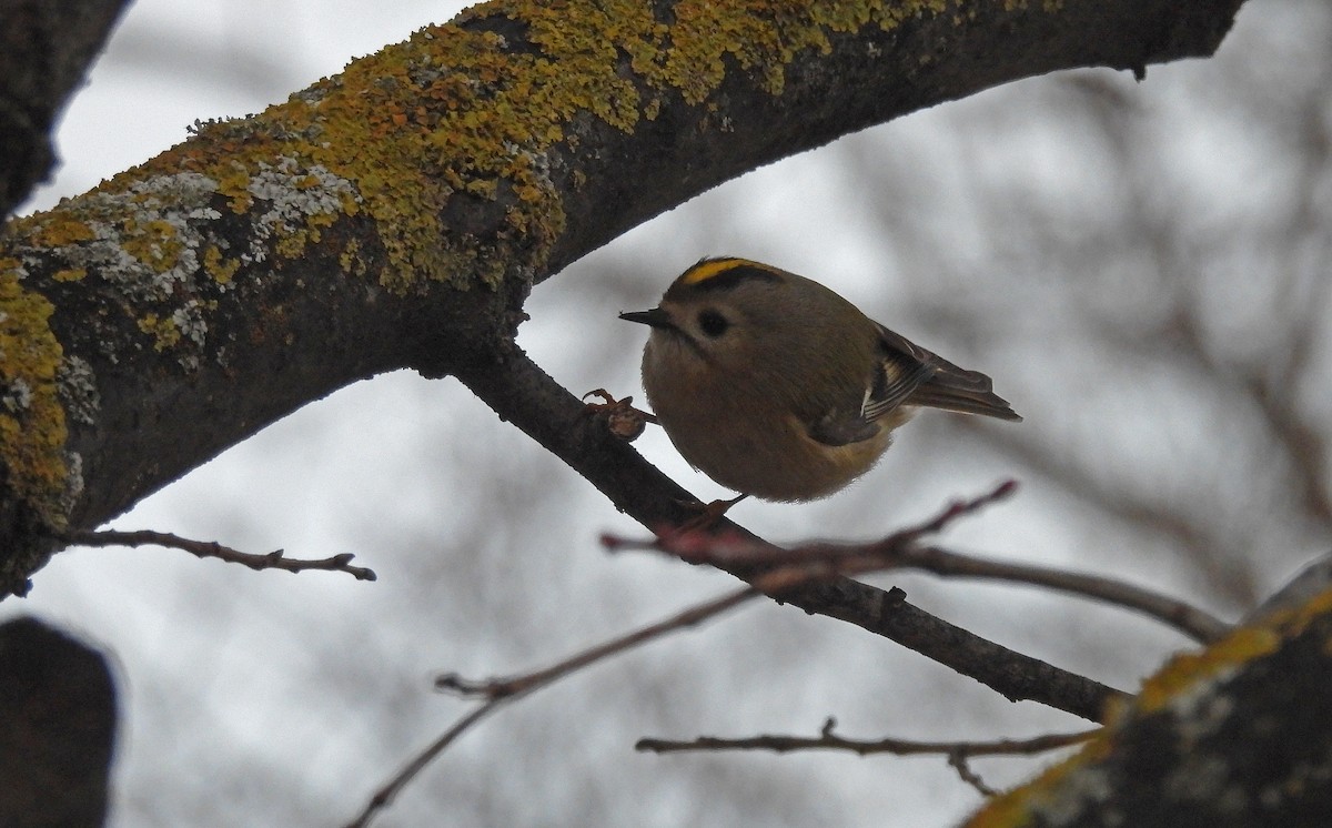 Mendi-erregetxoa - ML645778073