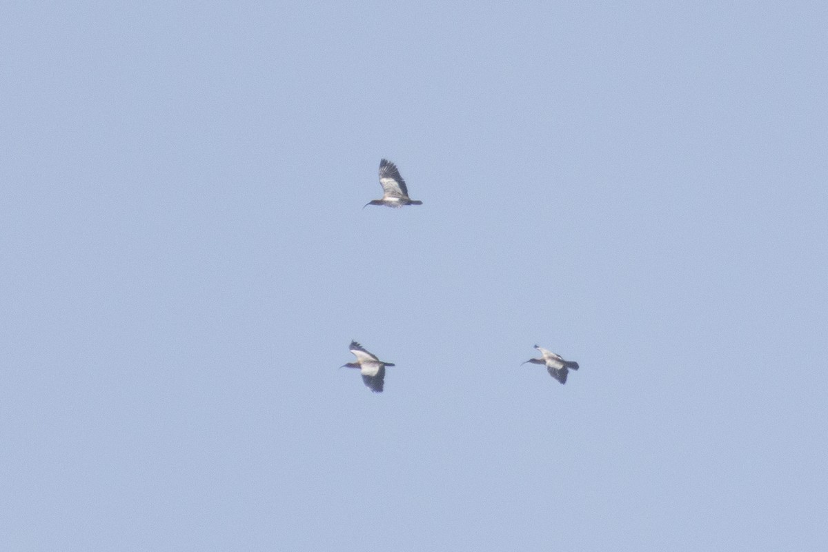 Andean Ibis - ML645778074