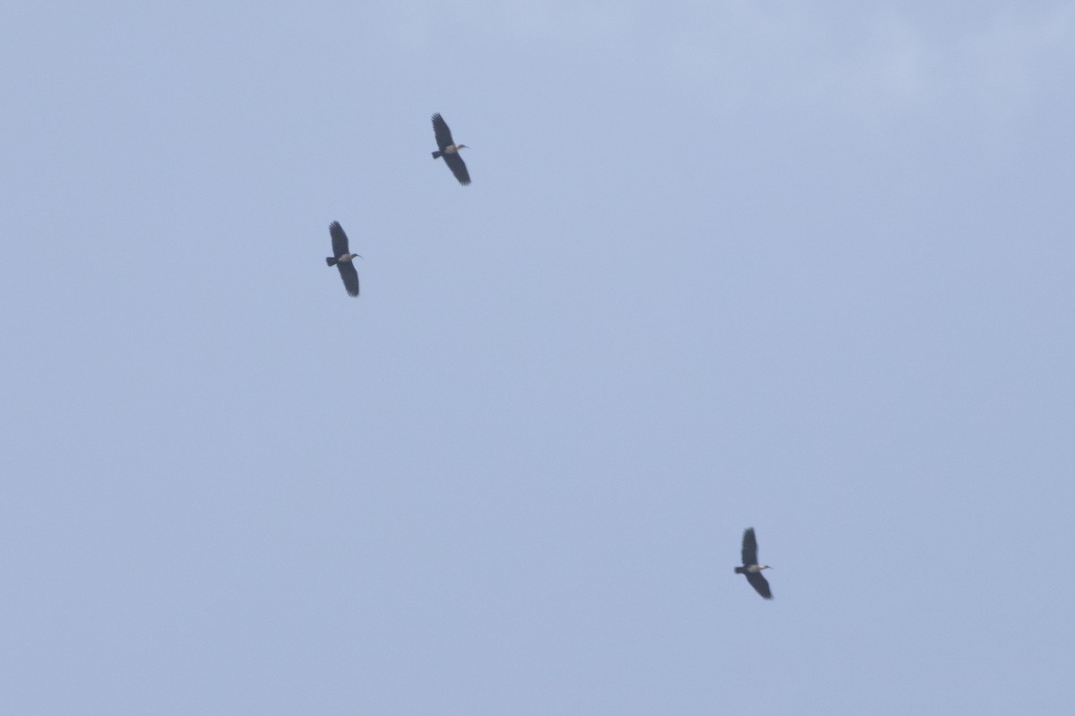 Andean Ibis - ML645778075