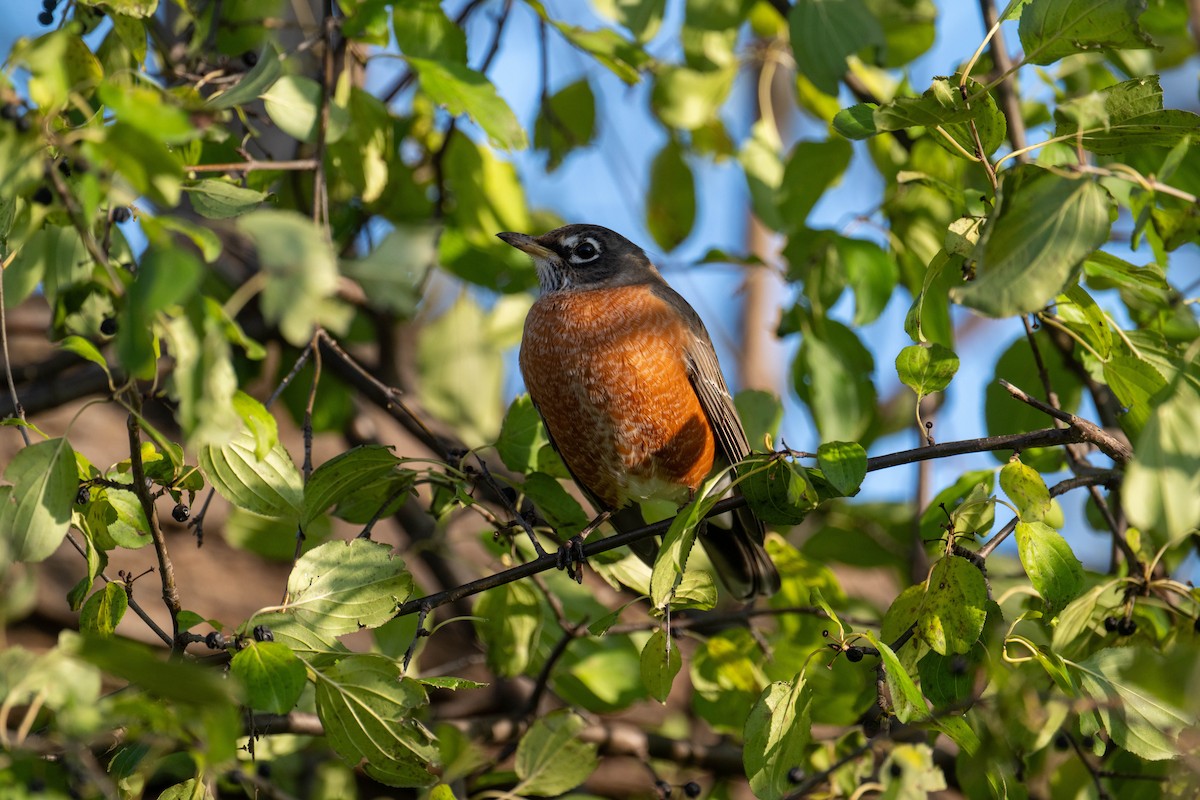 Zozo papargorria - ML645778076