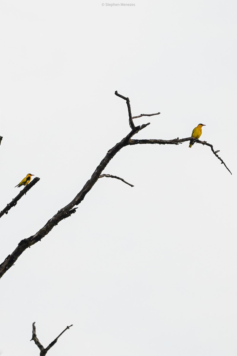 Black-naped Oriole - ML645778077