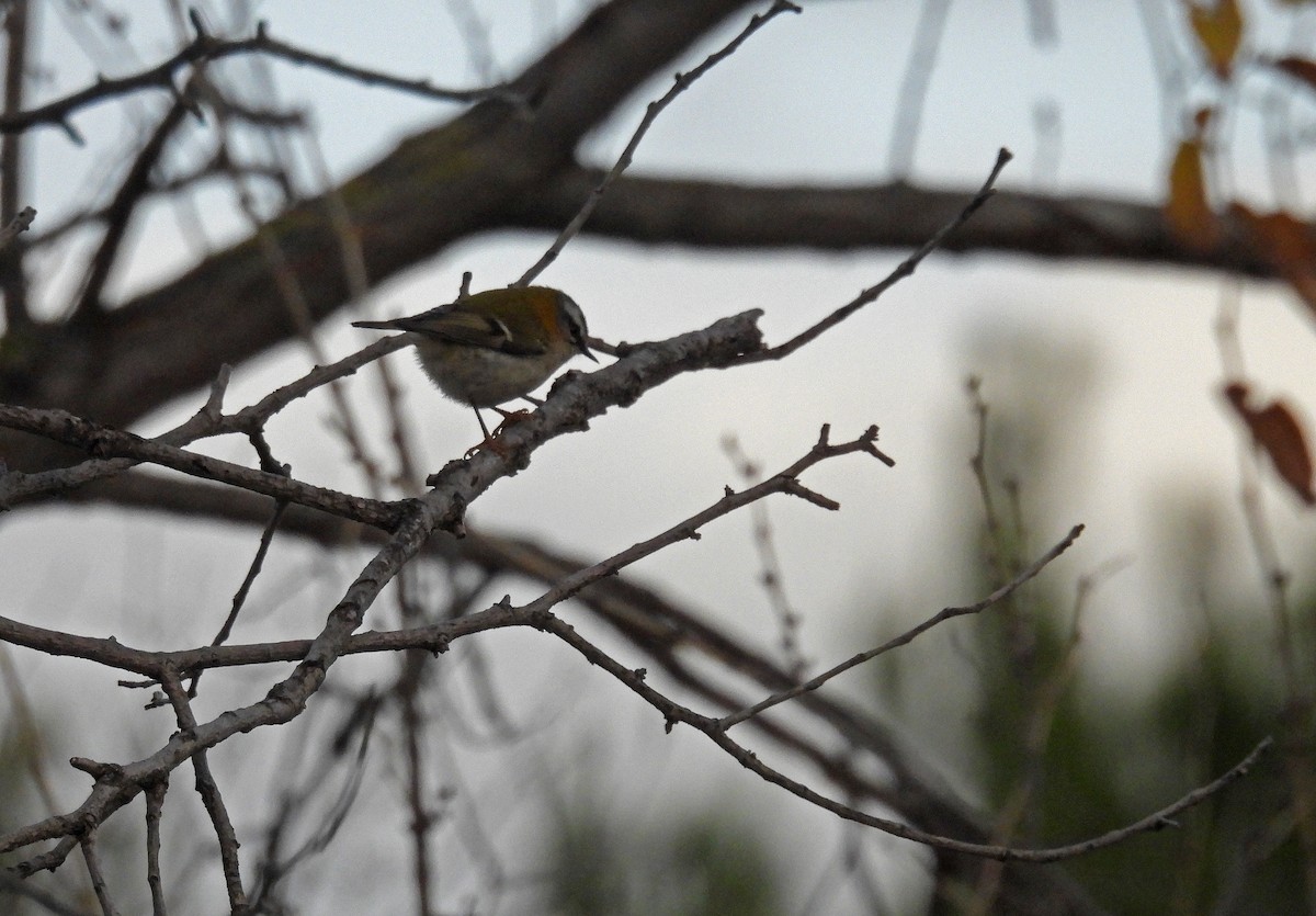 Erregetxo bekainzuria - ML645778078