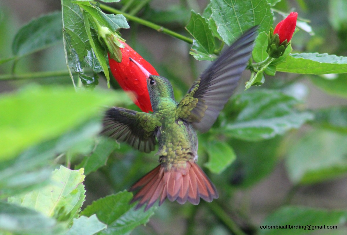 Rufous-tailed Hummingbird - ML645778079