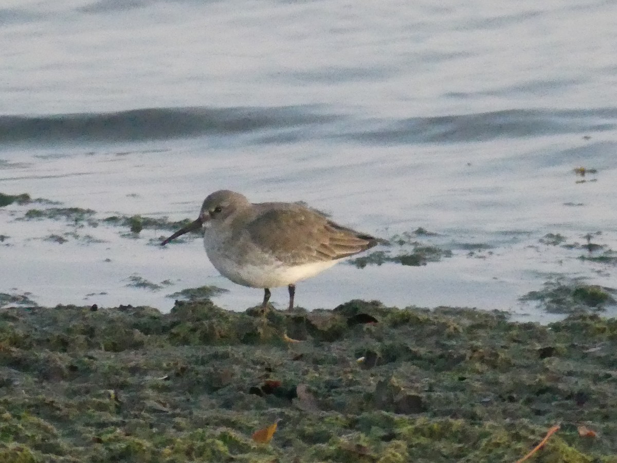 Txirri arrunta - ML645778080