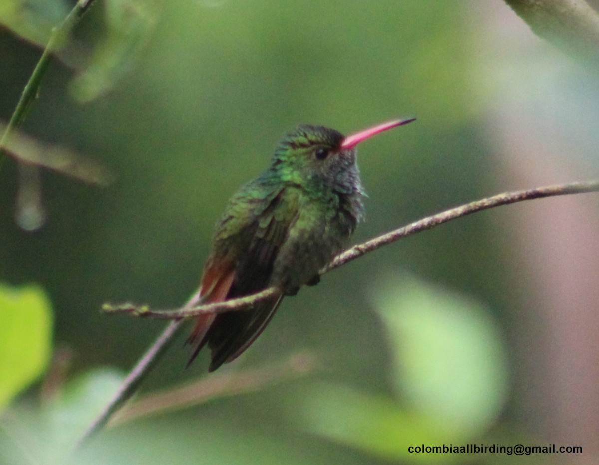 Rufous-tailed Hummingbird - ML645778081