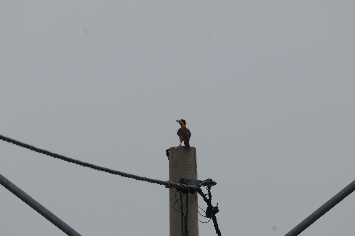 Campo Flicker - ML645778084