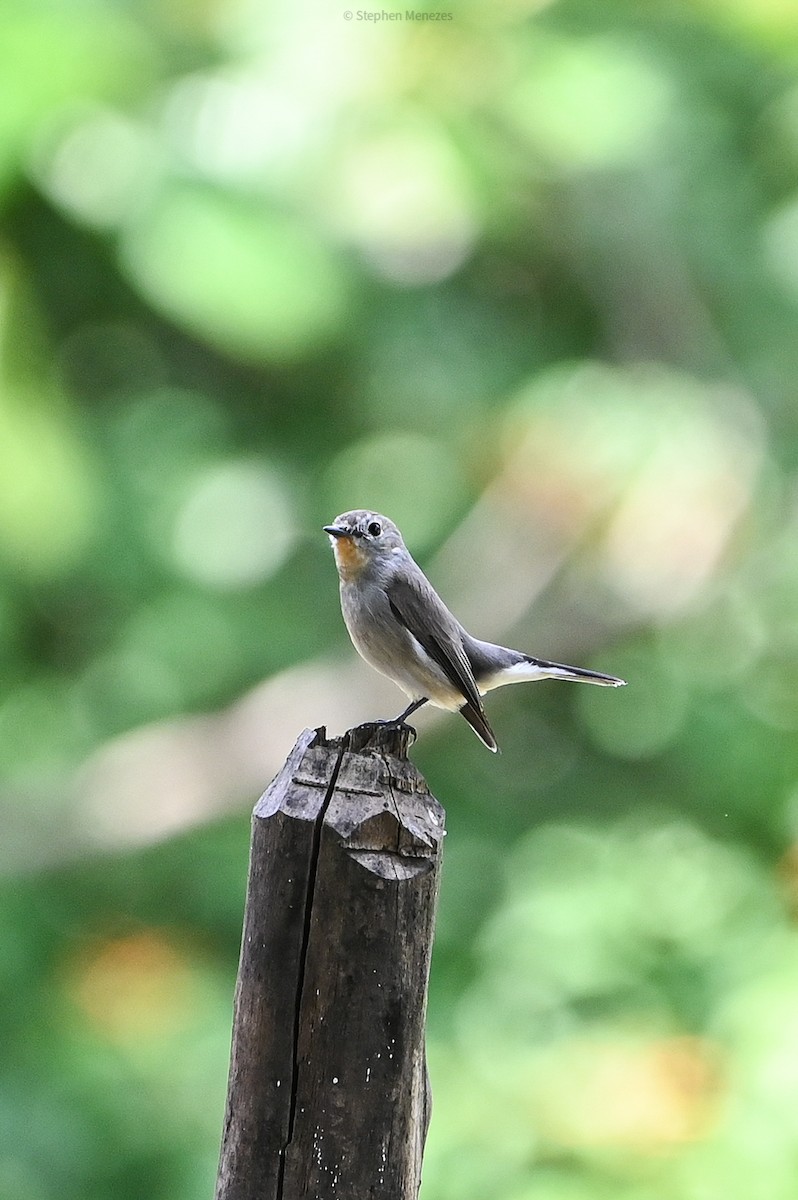 Taigako euli-txoria - ML645778086