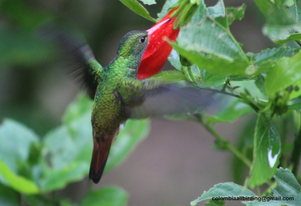 Rufous-tailed Hummingbird - ML645778087