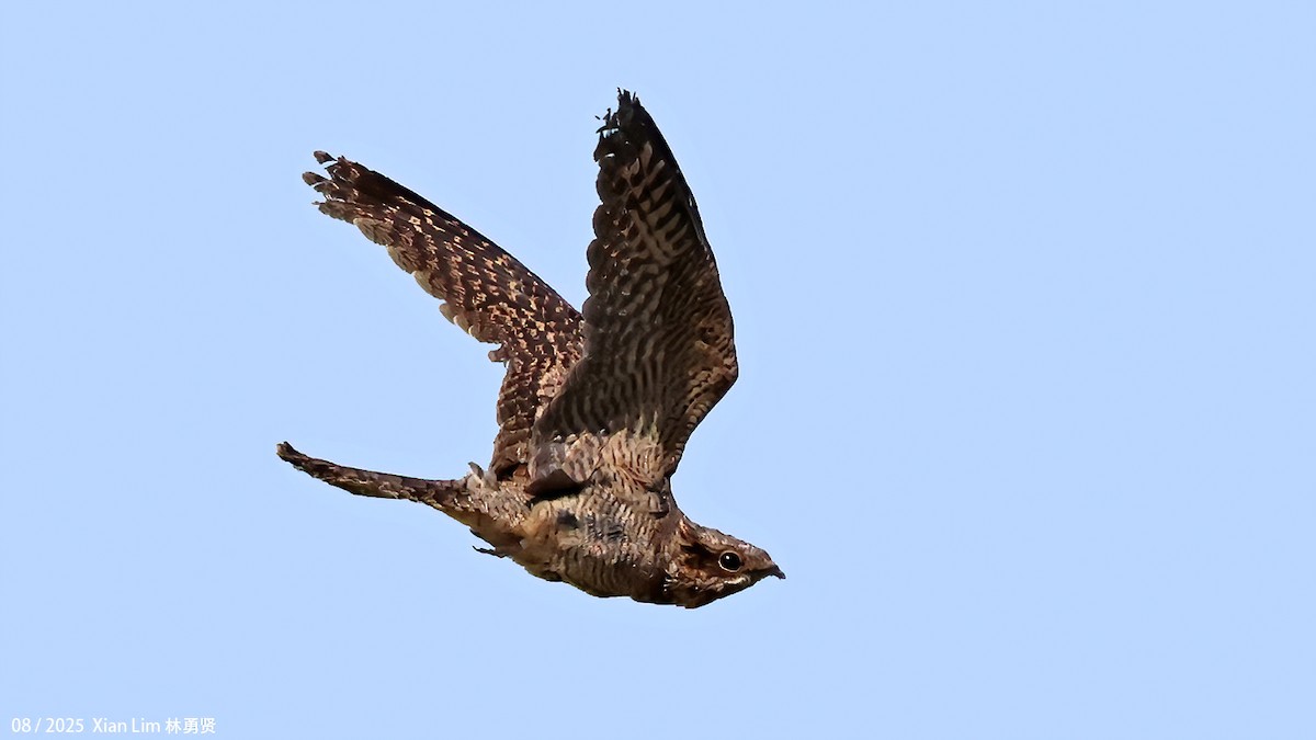 Zata arrunta - ML645778089