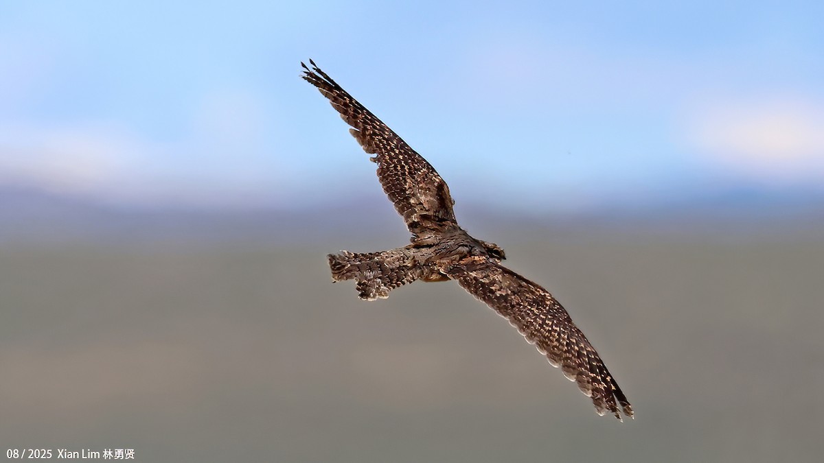 Zata arrunta - ML645778090