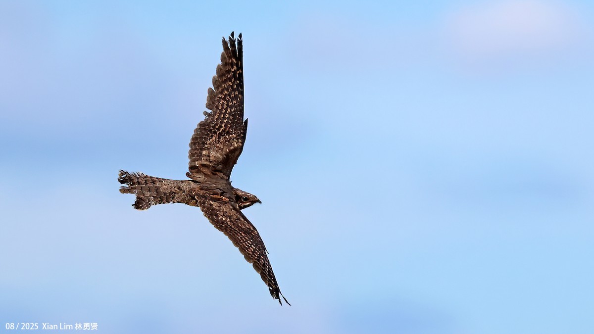 Zata arrunta - ML645778091