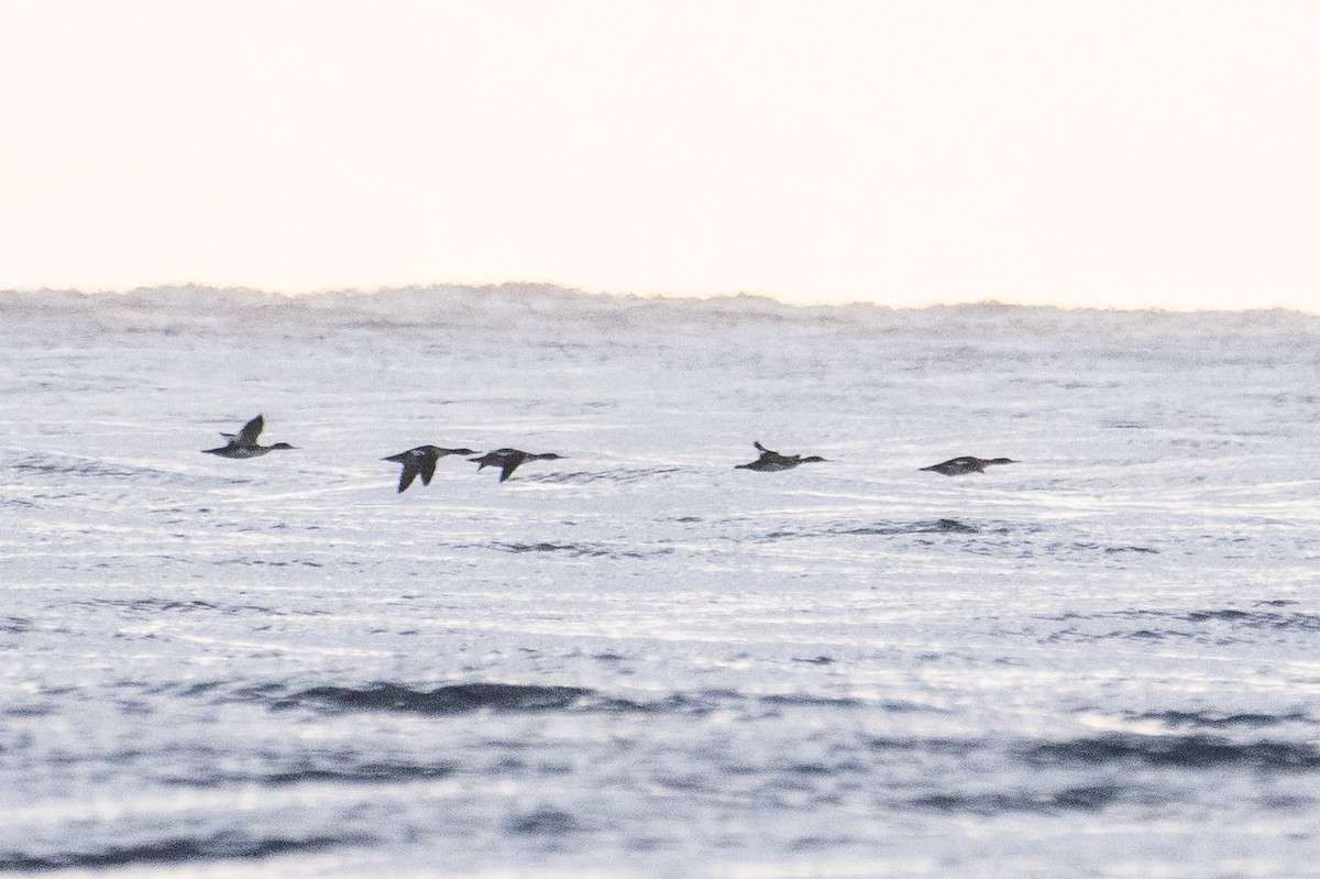 Red-breasted Merganser - ML645778092