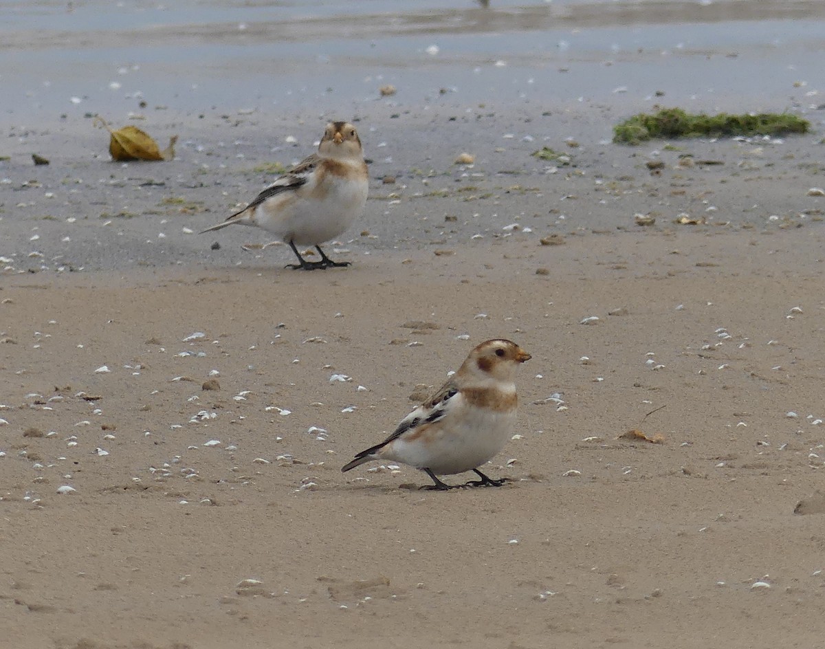 Snow Bunting - ML645778094