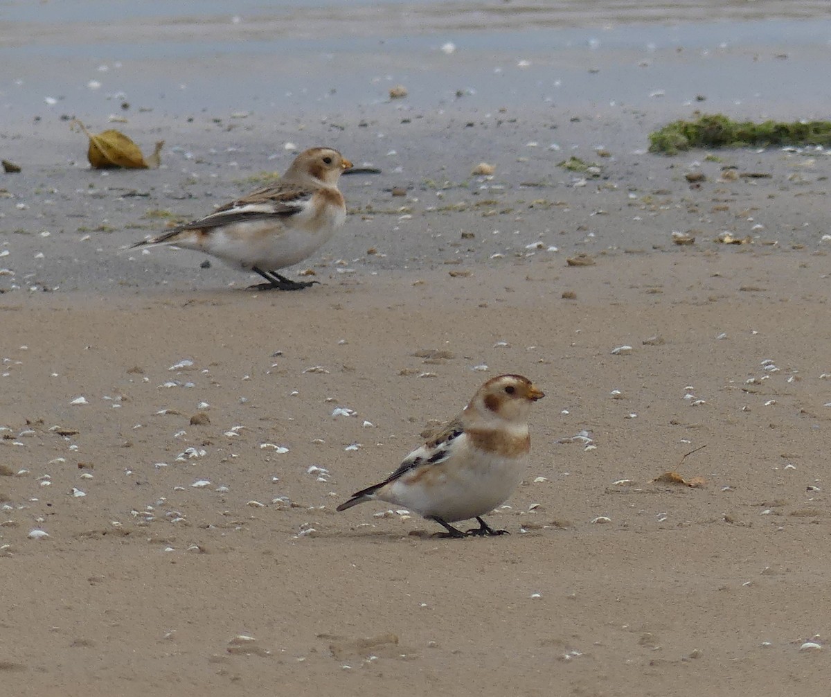 Snow Bunting - ML645778095