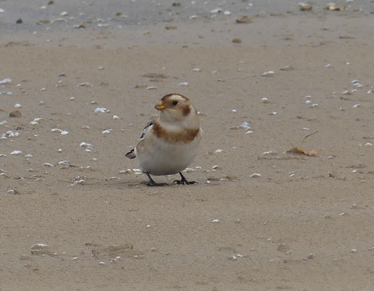 Snow Bunting - ML645778096