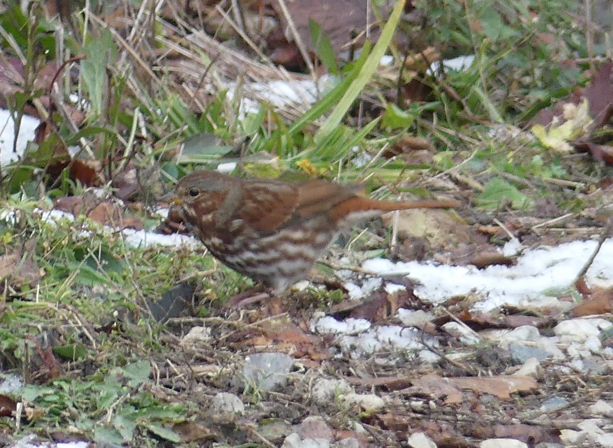 strnadec kaštanový - ML645778106