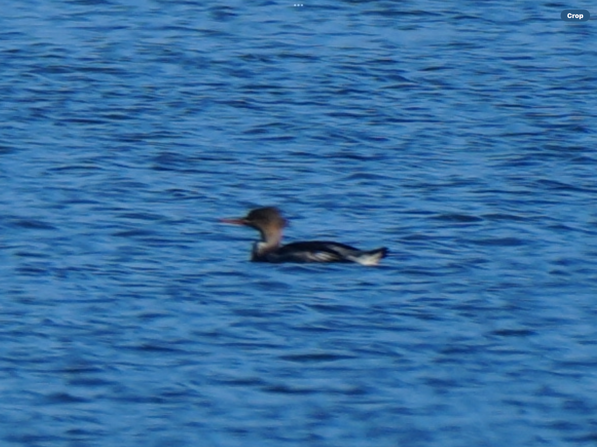 Red-breasted Merganser - ML645778108