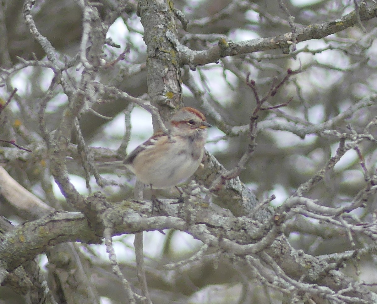 American Tree Sparrow - ML645778113