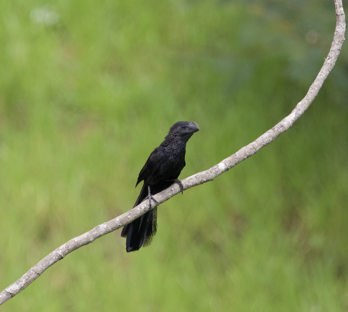 Ані товстодзьобий - ML645778115