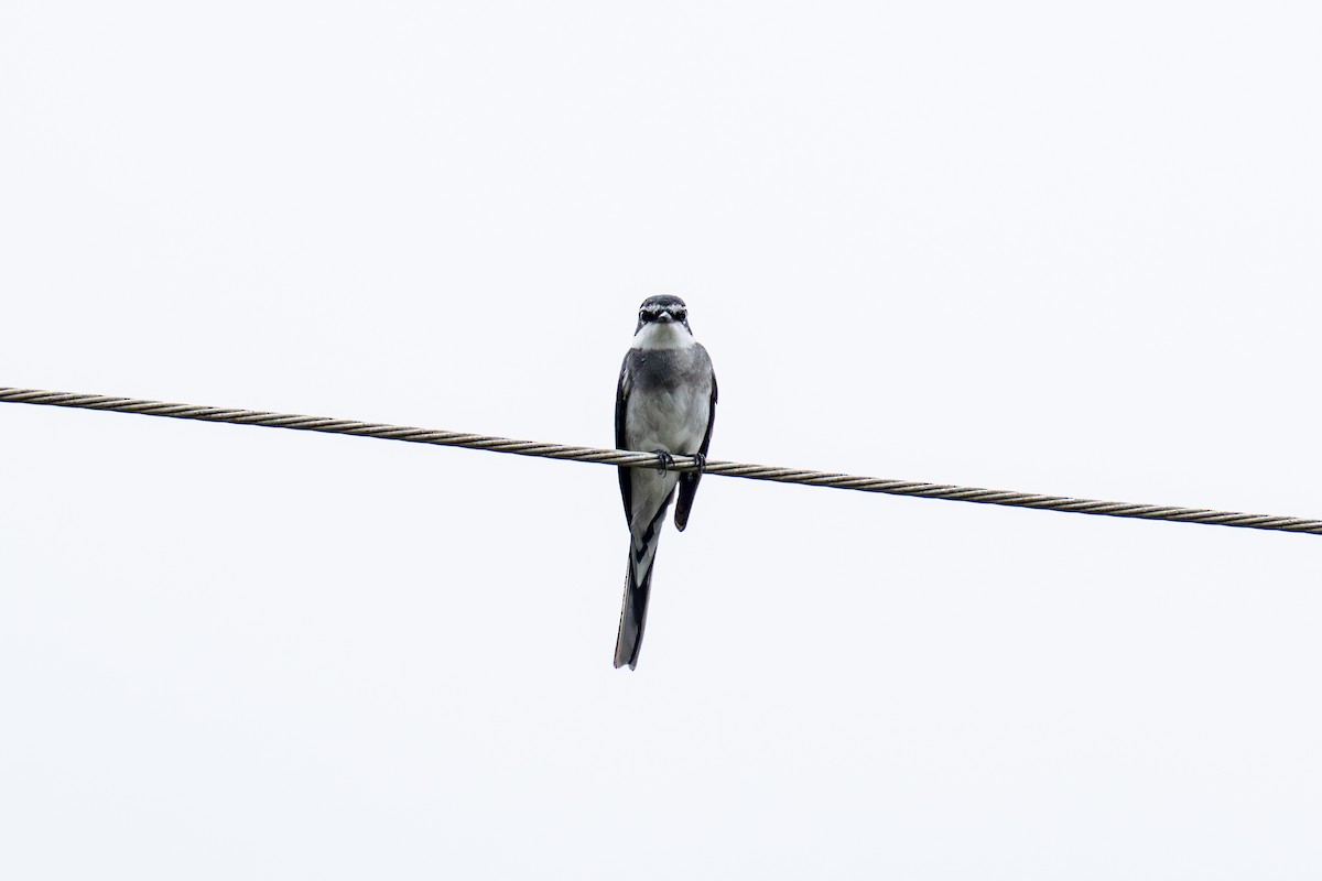 琉球山椒鳥 - ML645778118