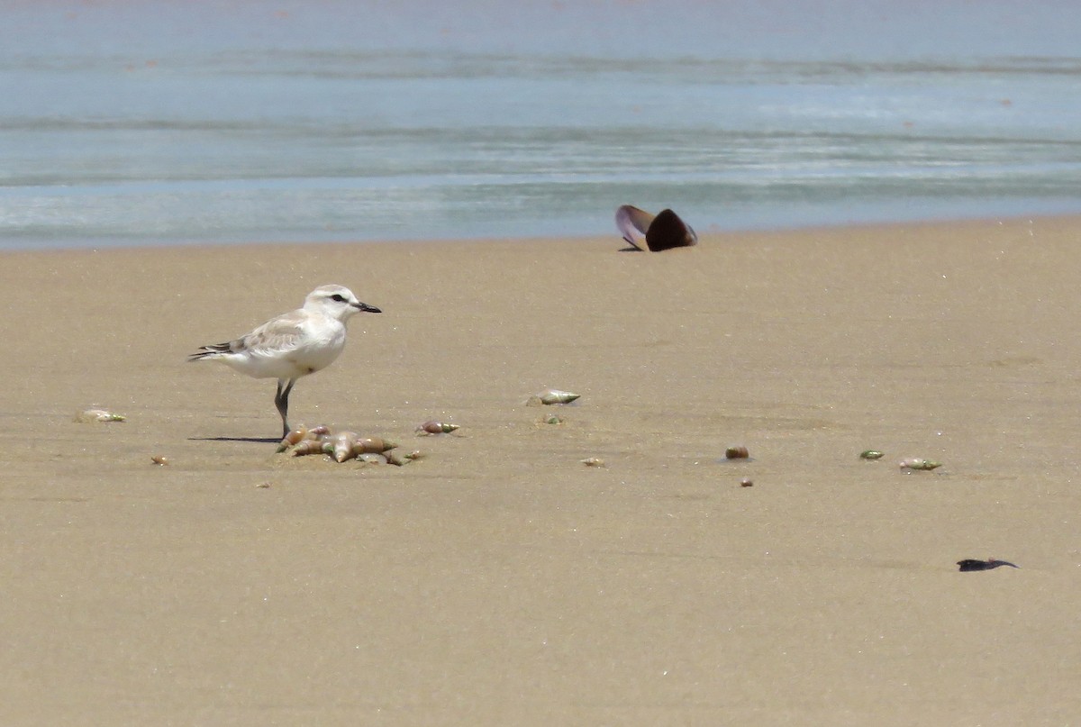 Белолобый зуёк - ML645778119