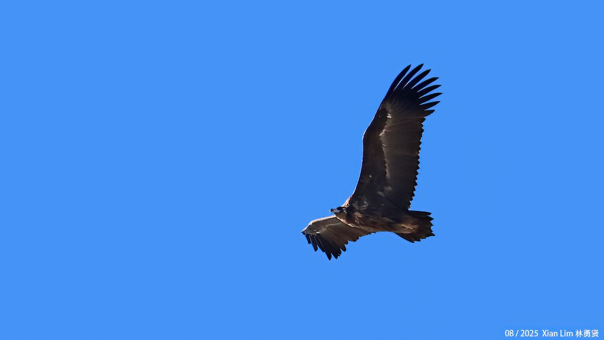 Buitre Negro - ML645778121