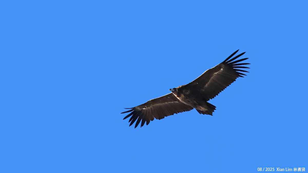 Buitre Negro - ML645778122