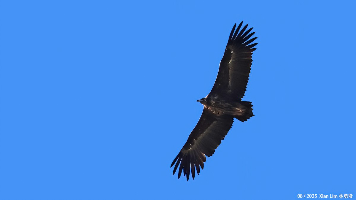 Buitre Negro - ML645778123