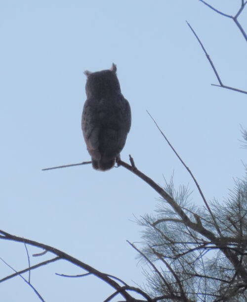 Great Horned Owl - ML645778125