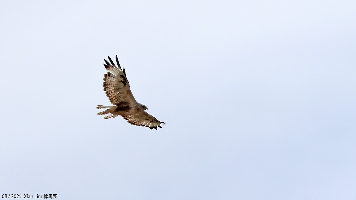Upland Buzzard - ML645778126