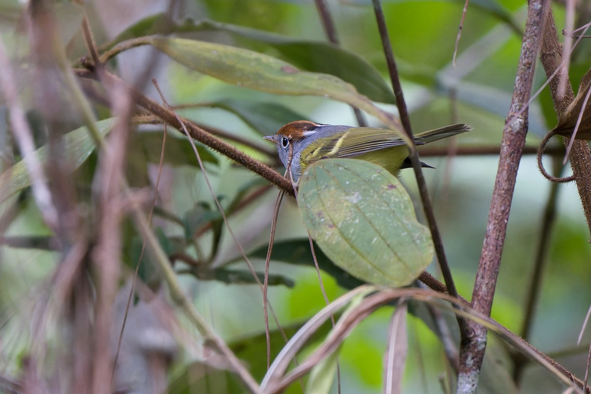 Chestnut-crowned Warbler - ML645778137