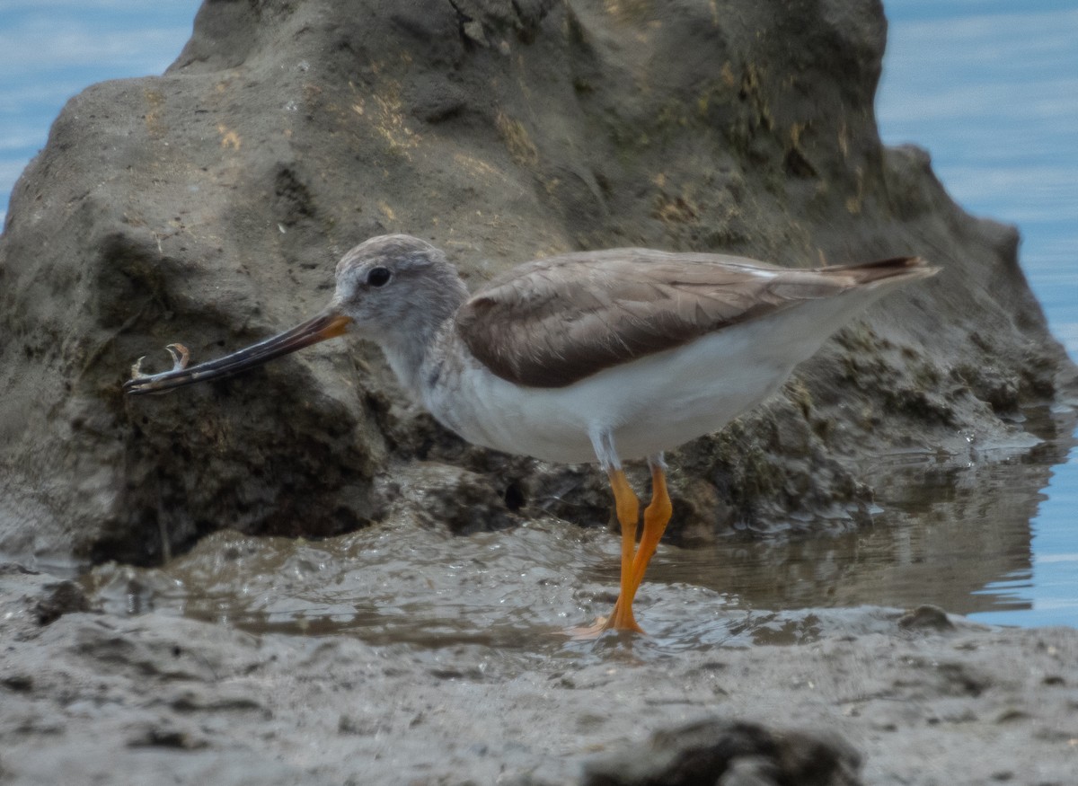 ביצנית אפורה - ML645778138