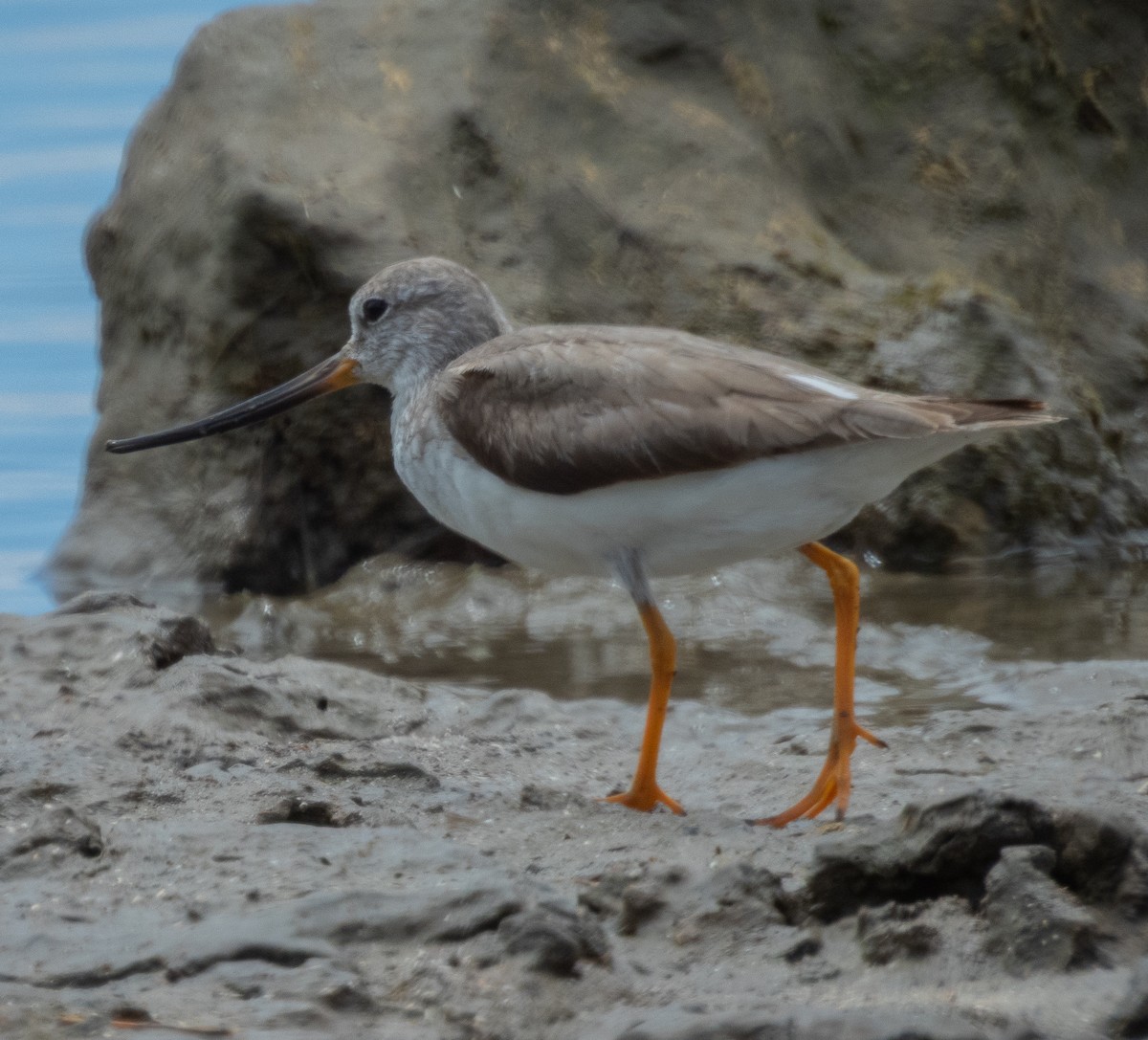 ביצנית אפורה - ML645778139
