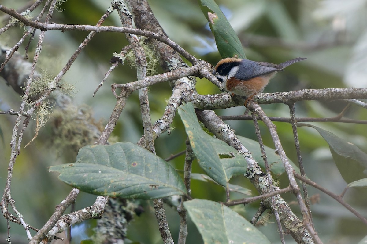 Black-throated Tit (Black-throated) - ML645778146