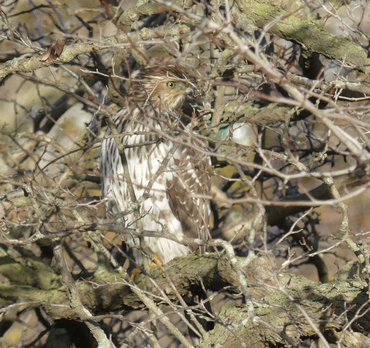 Cooper's Hawk - ML645778148