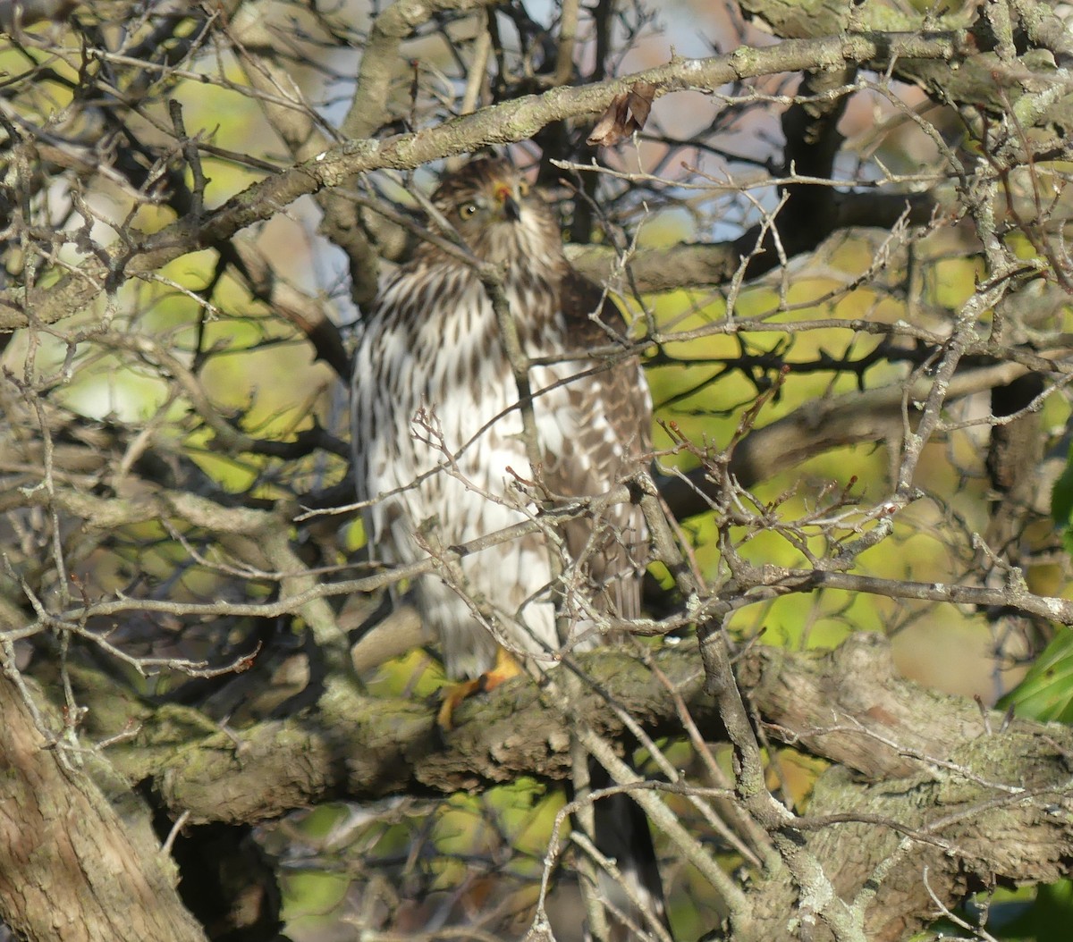 Cooper's Hawk - ML645778149