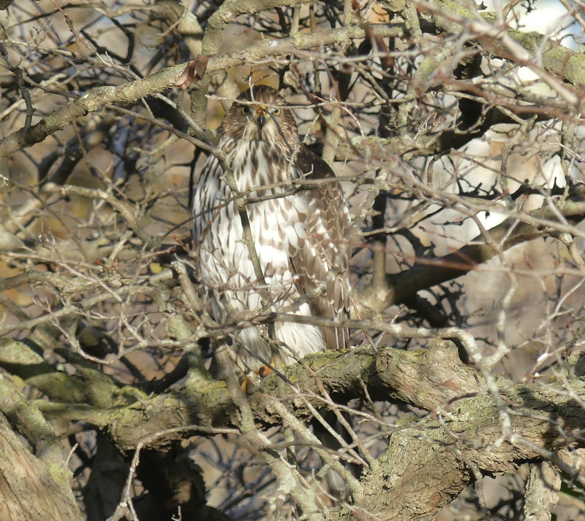 Cooper's Hawk - ML645778150