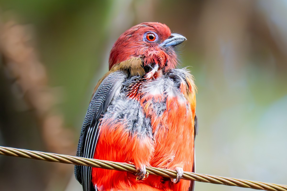 Трогон червоноголовий - ML645778152