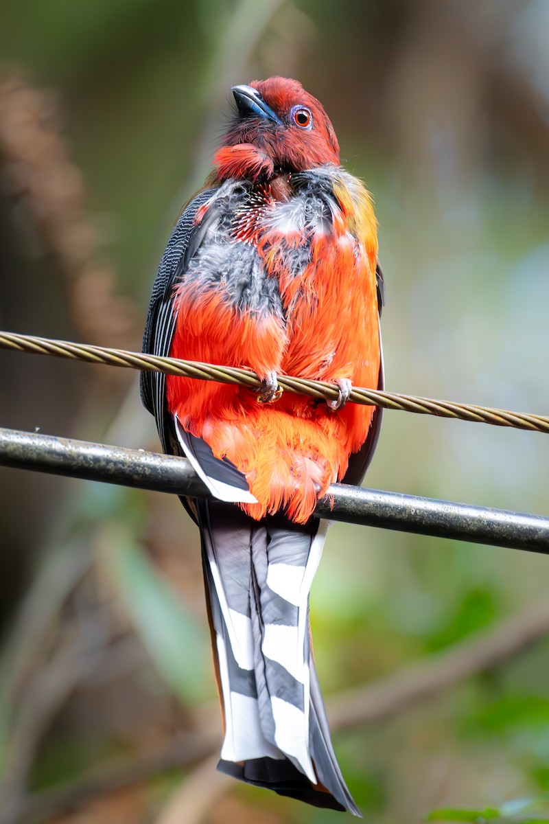 Трогон червоноголовий - ML645778153