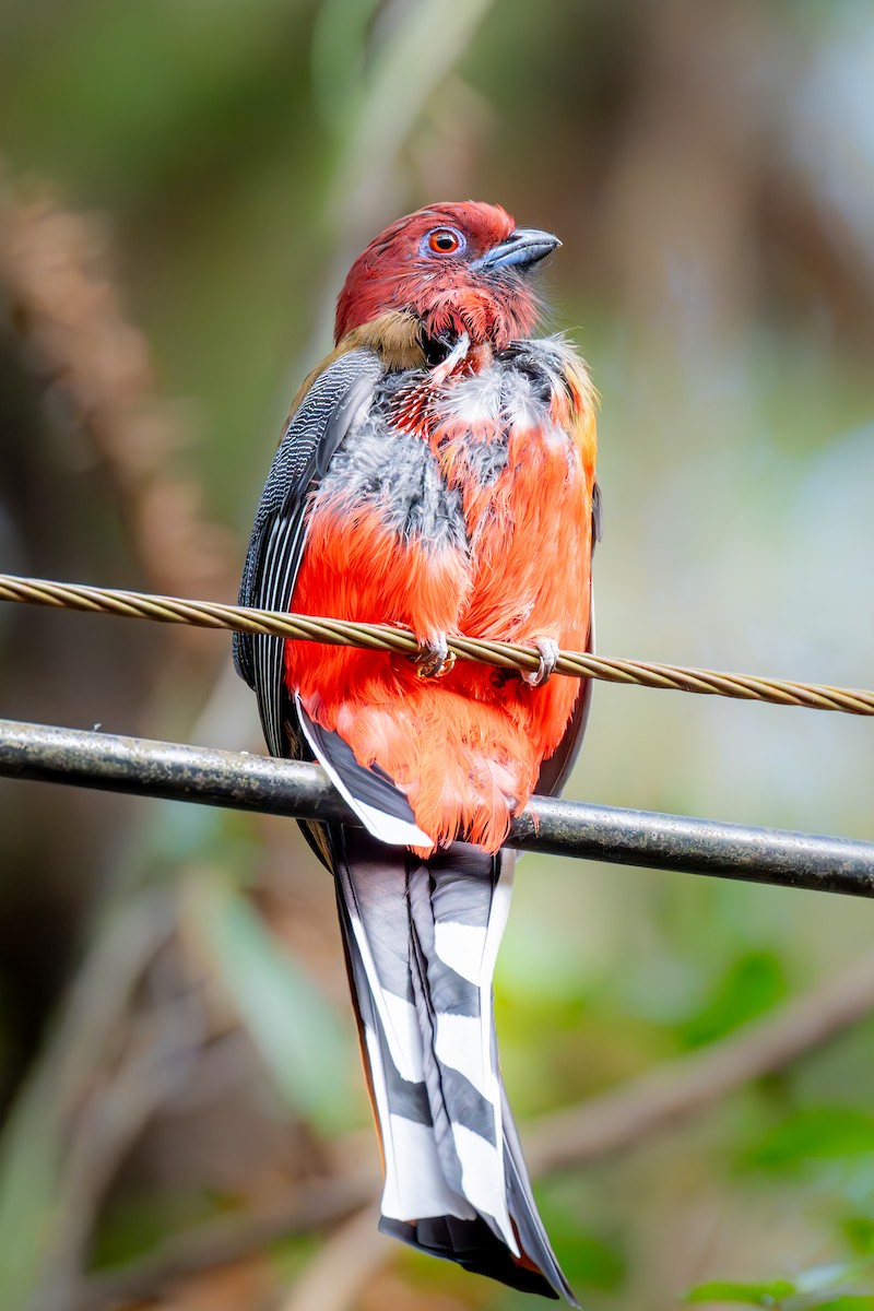 Трогон червоноголовий - ML645778154