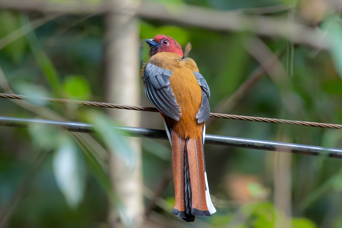 Трогон червоноголовий - ML645778155