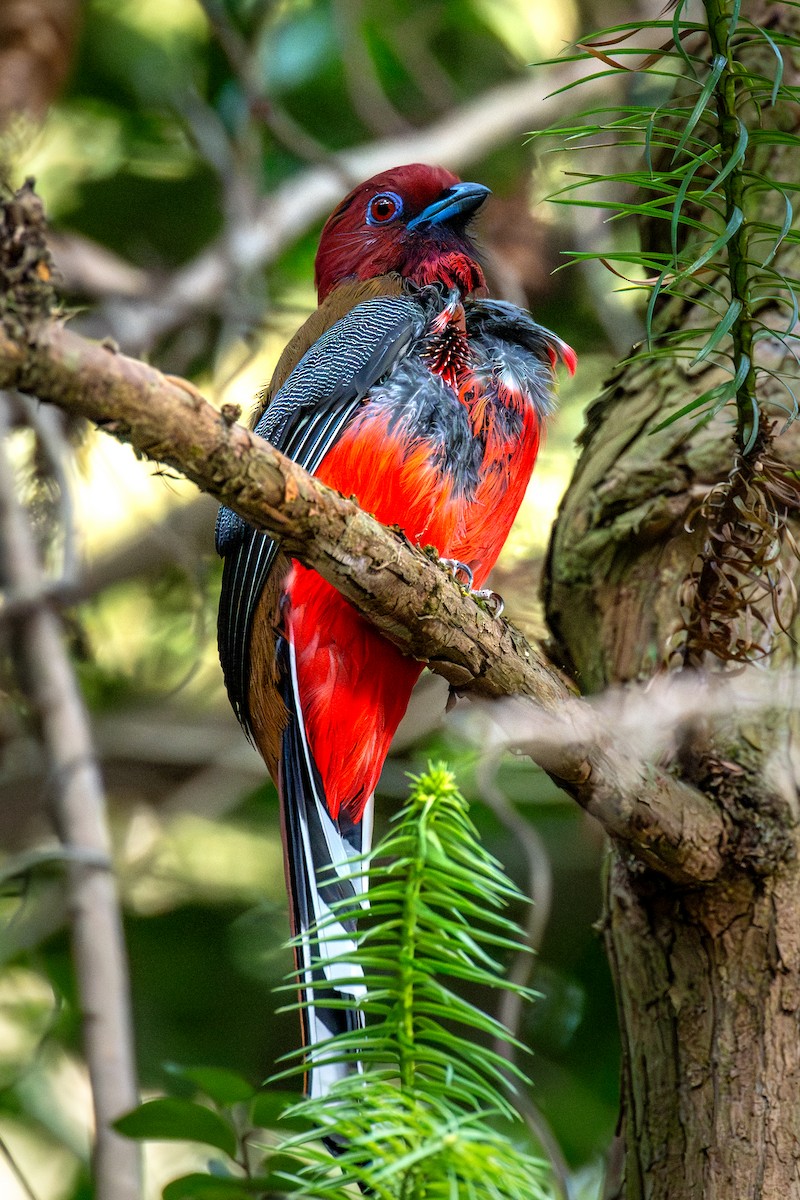 Трогон червоноголовий - ML645778156